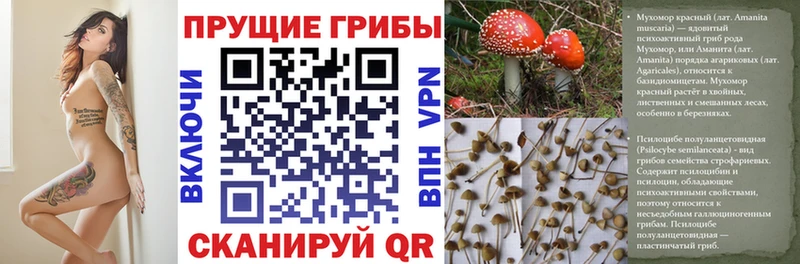 Псилоцибиновые грибы мицелий  Курчатов 